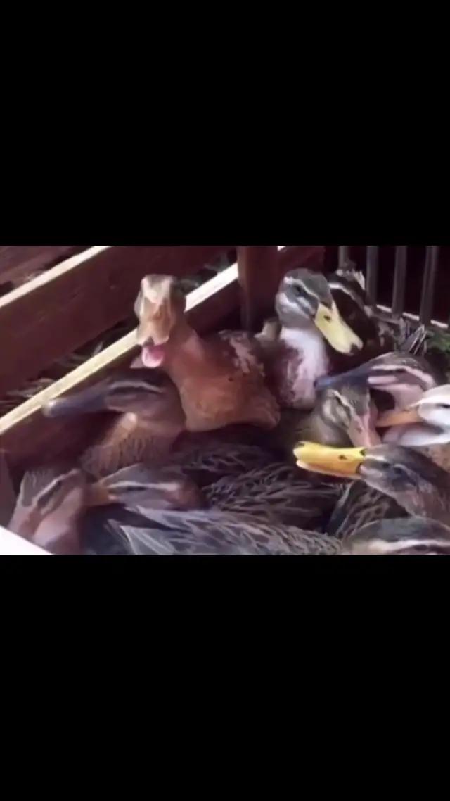 快來打造你自己的卡車服務區並且經營它吧!