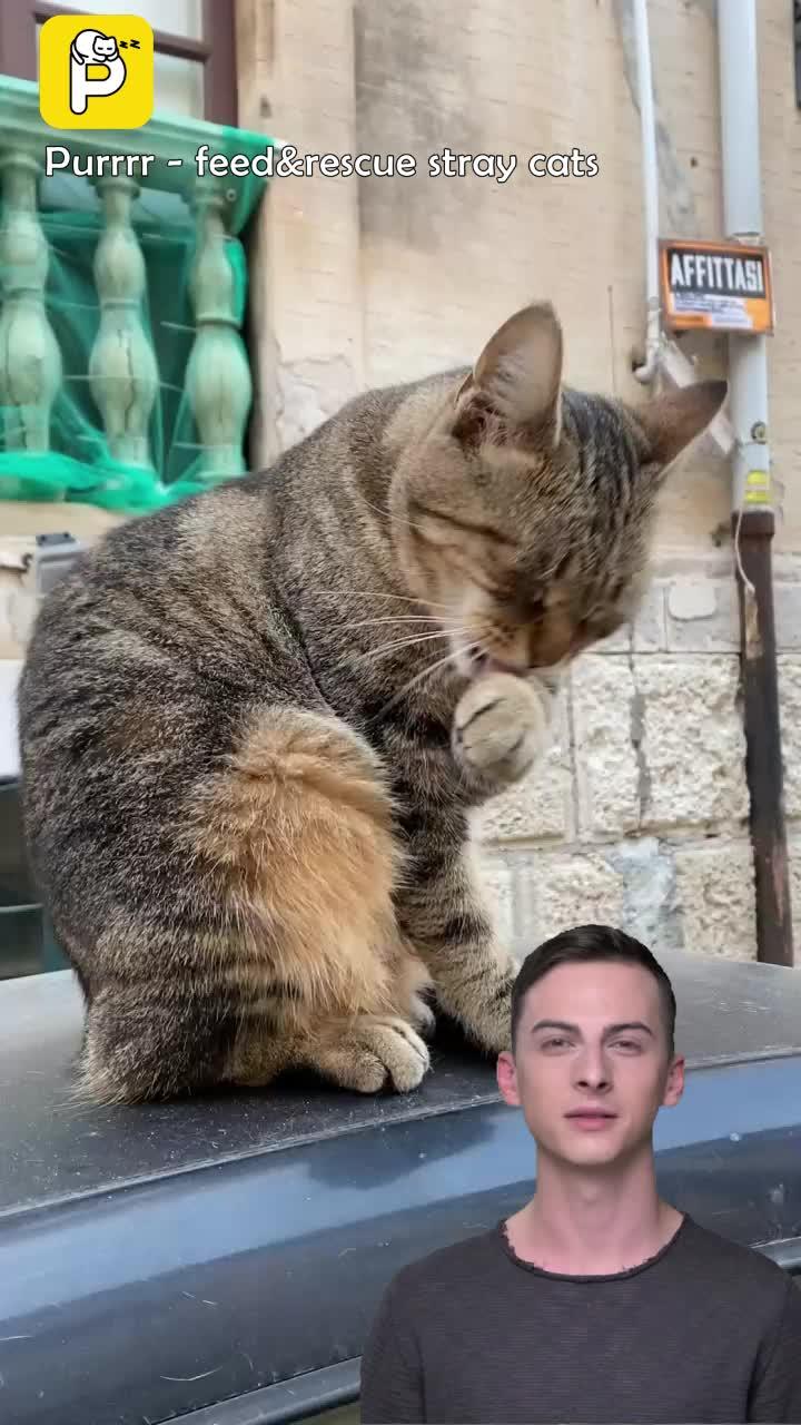 Purrrr -feed&rescue stray cats: Online Feeding Entertainment