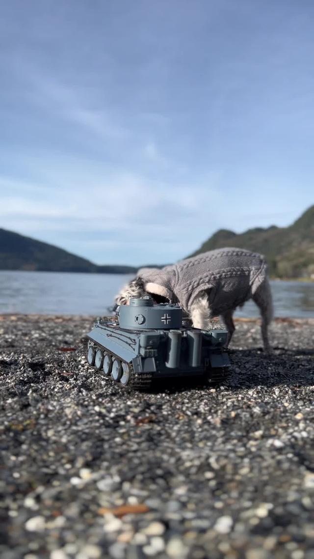 Smudge couldn’t keep his paws off my tanks, and I can’t keep my hands off WarPath: Ace Shooter! #tanitank #WarPath #tank #sponsored #fyp 