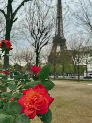 Made with Mojo ❤️ so many of you have been loving our film templates! Tag us so we can see your content & don’t forget to add #madewithmojo 😍 #mojovideo #videoediting #paris #parisianstyle #videoeditingtips #filmtemplate #filmtok #weekendtemplate #videoeditingapp #filminspired #filmedits 