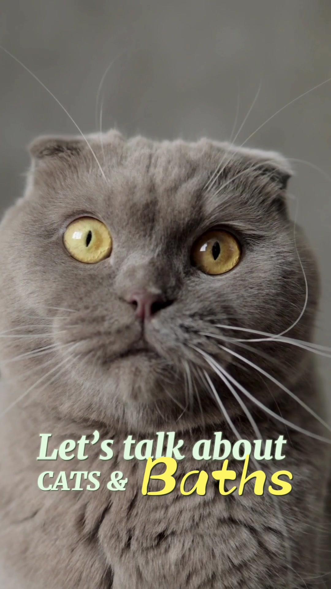 Let’s talk about cats & baths. 🚿 #dostypetcare #dostyapp #PetsOfTikTok #uk #unitedkingdom #usa #europe #petlover #catsoftiktok #catlover #catwalk #catfood #catfoodtips #catshower #cats #catbath #bathtime 