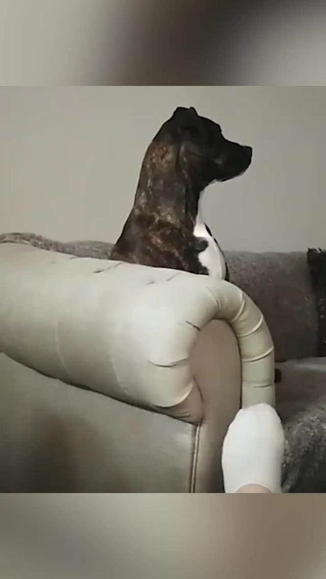 An all-in-one solution for your prank needs & vocal ideas.