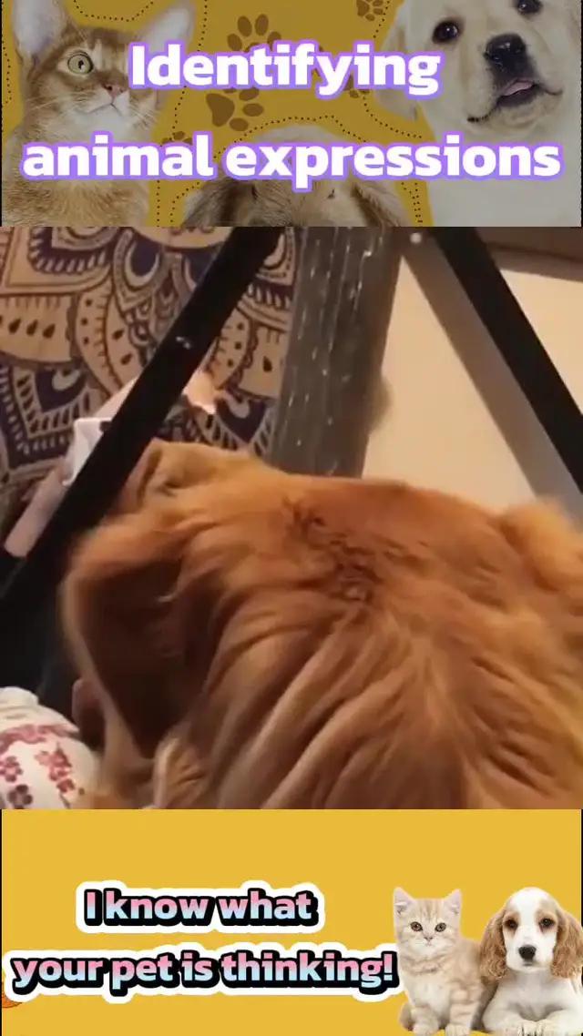 Animal expression recognition helps you understand your pet better--AI Photo Enhancer