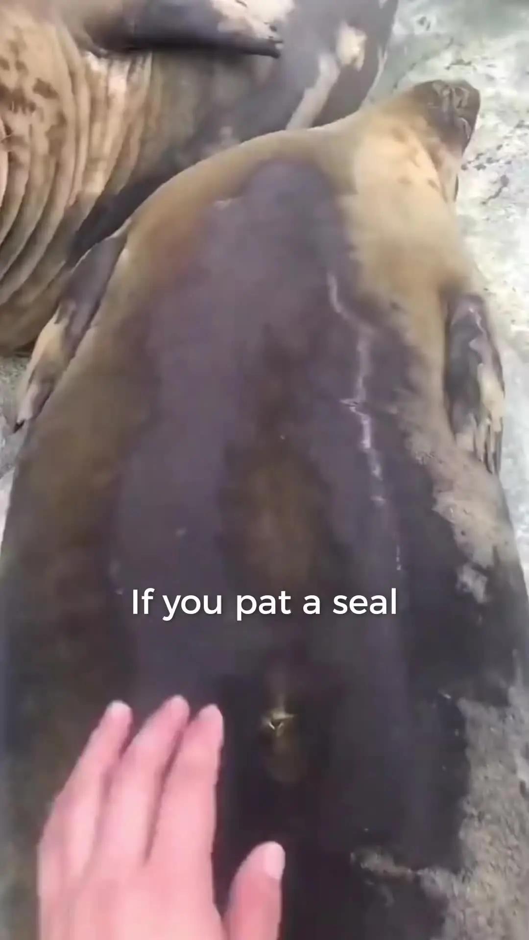 Seals are better than my friends #Fr.app #widget #bestieshot 