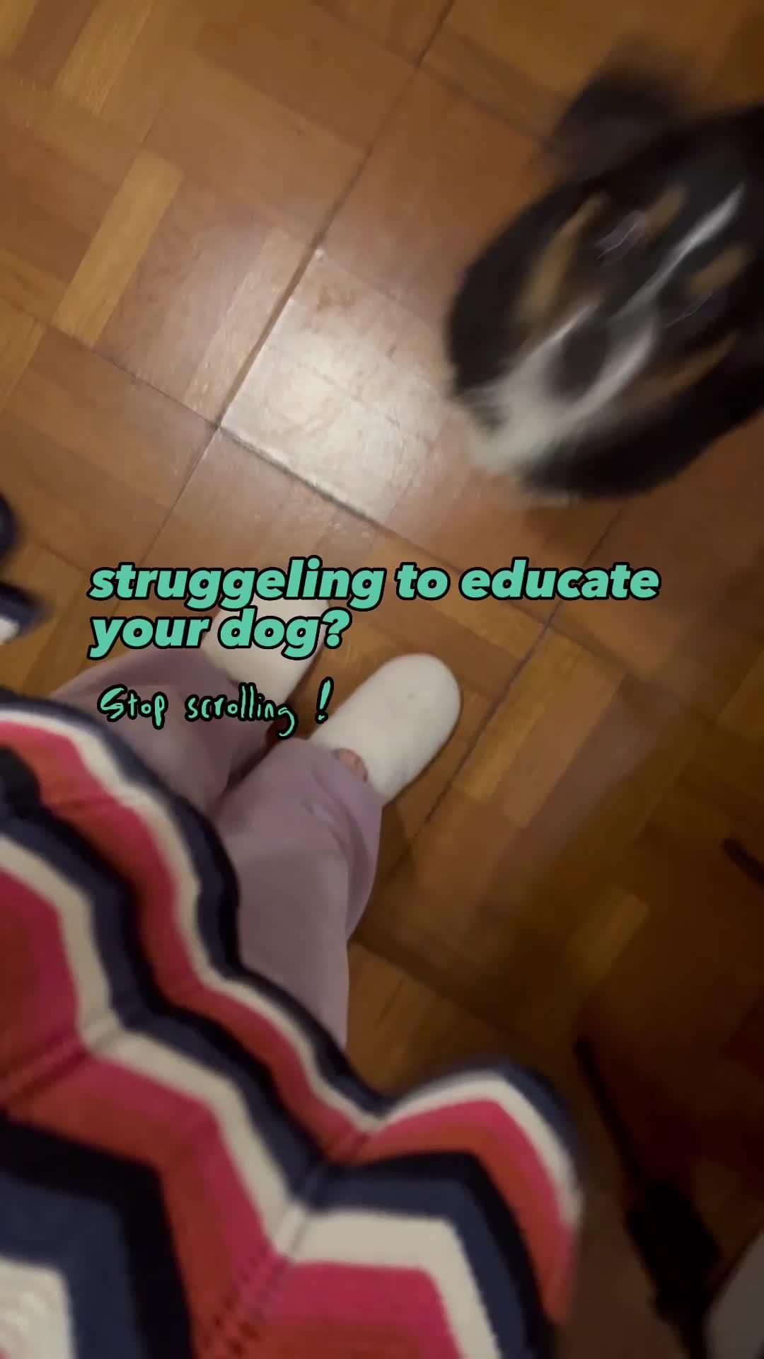 Don't know what to do and have problems training your dog? Then get the Hundeo app #TimeForYourDog #Dogs #DogTraining