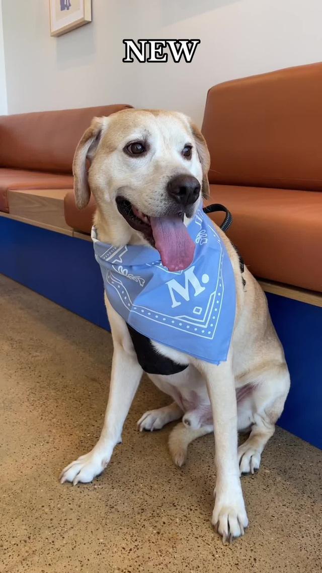 There’s a new vet in Dallas and I am simply ✨obsessed✨!! I took my dog Kirby to @Modern Animal for a happy visit where he could just check things out and we both LOVED IT. 🐶🥹 The space is soooo boujee and the vets and all the techs were SO sweet and welcoming! 💜 Use code Brittany to get a FREE All Access membership for A YEAR at Modern Animal (📲link in my bio!) #dallas #modernanimalpartner #dallasvet  📍The Lakewood Clinic (6465 E. Mockingbird Lane, Suite #310, Dallas)