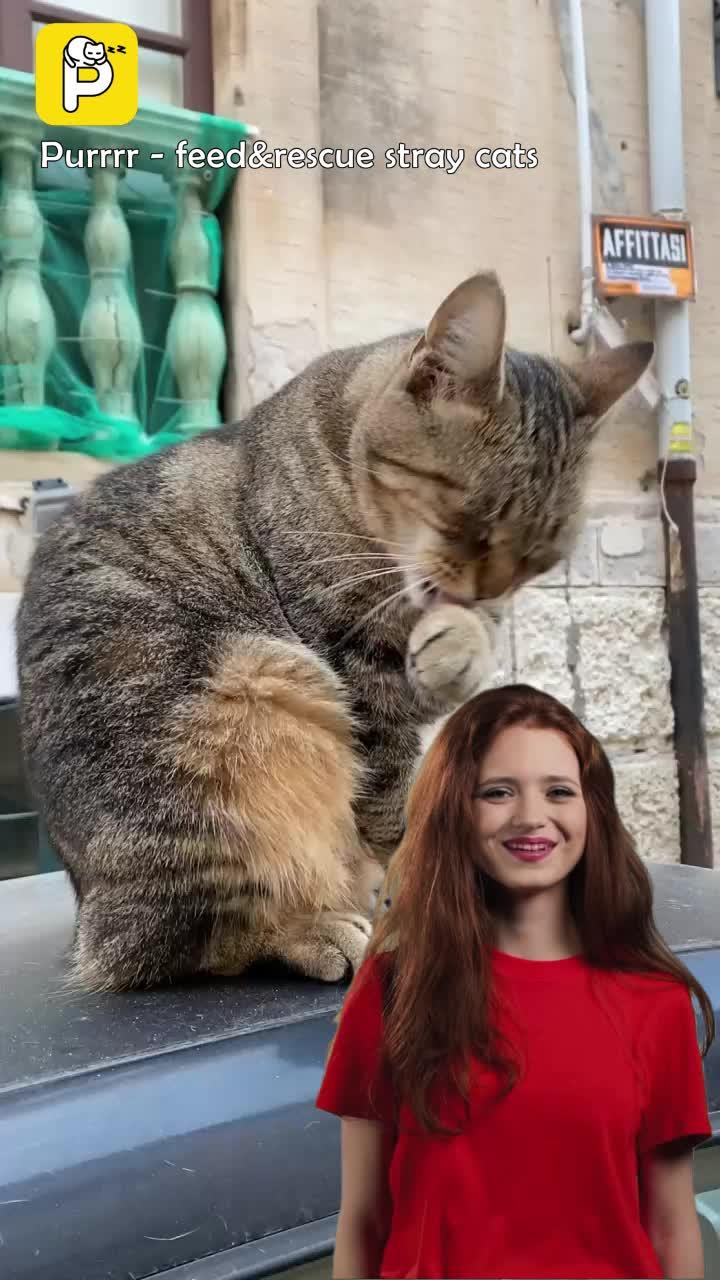 Purrrr -feed&rescue stray cats: Online Feeding Entertainment