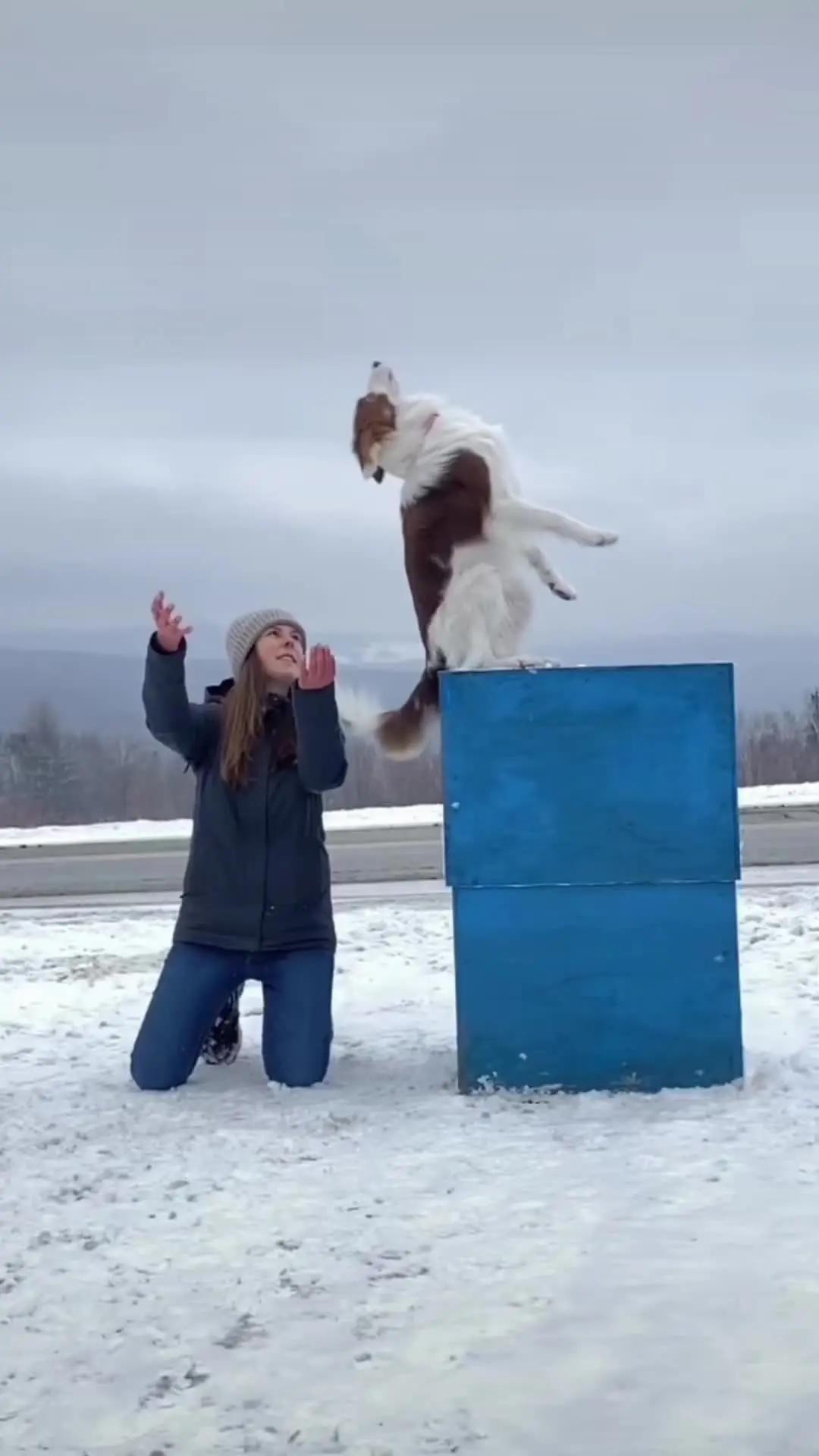 Elevate Your Pup's Skills with Woofz!