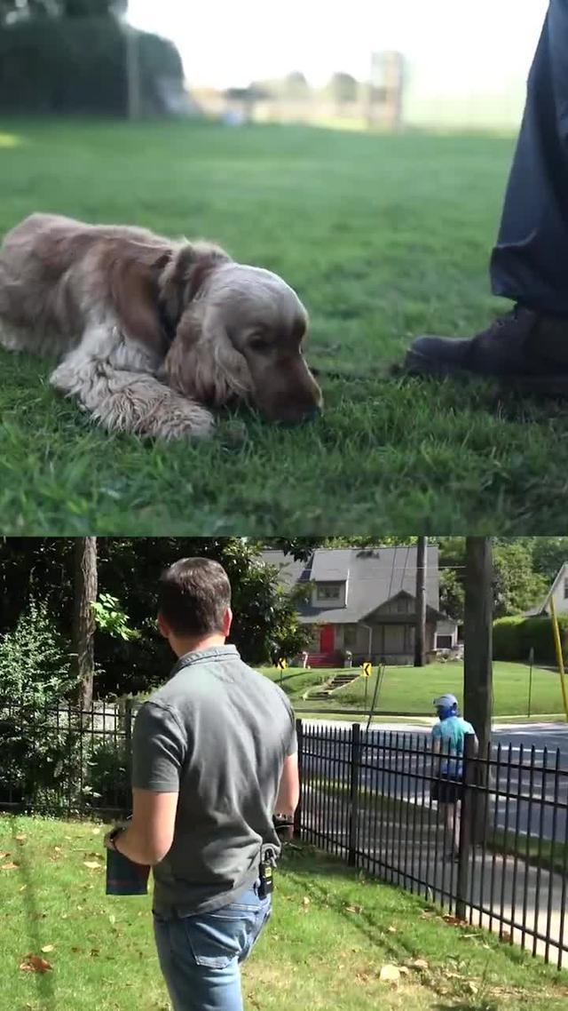 Dogo helps dog parents to train their dogs at home and build stronger relationships.