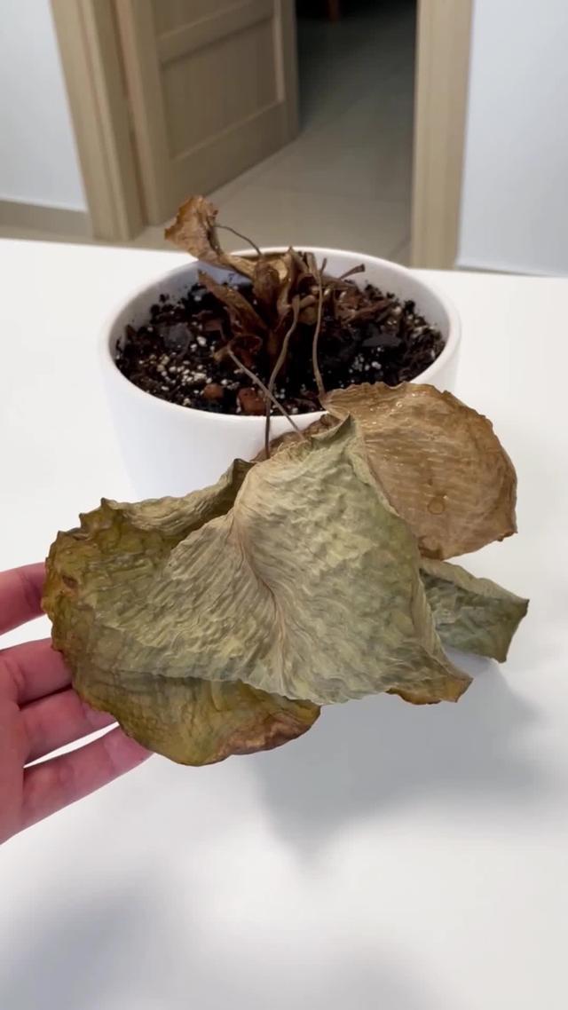 Identify 17 000 plants. Learn how to care for your plant with Carl – ranked 2nd by App Store!