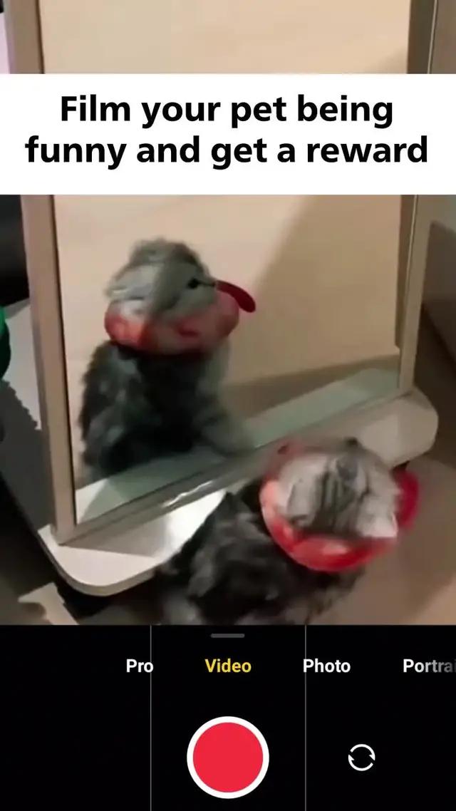 Film your pet being funny and get a $100 reward.