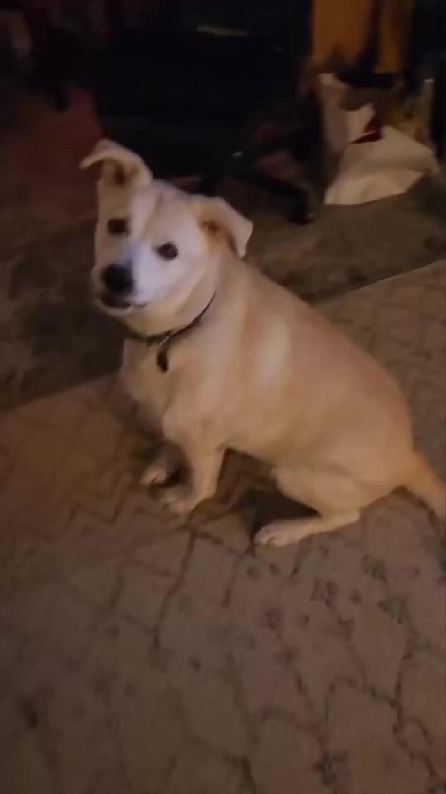 Start training your dog today!