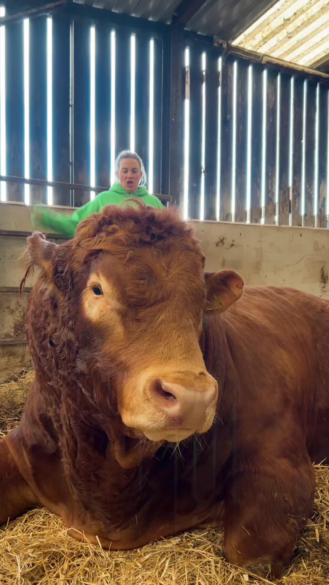 We made another 🙊 #bigfella #bigman #biglad #bigbull #limousin #limousinbull #bull #fyp #foryou #farming #goviral #viral #farmlife #farminglife #farmingtiktok #farmtok