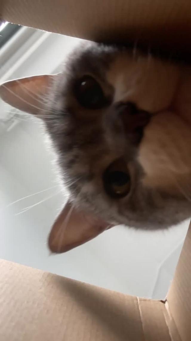 Resortopia, a super cute simulation game! All my friends are playing it!