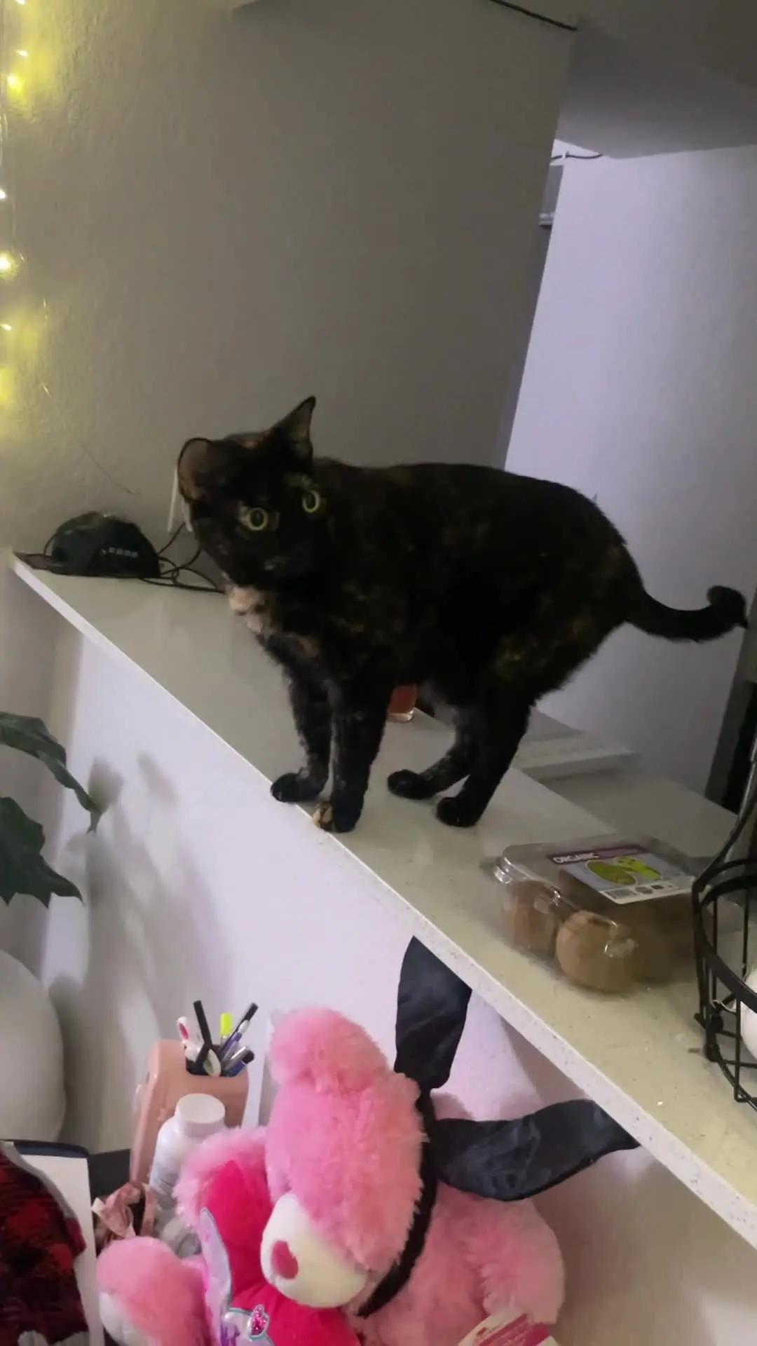 I wasn't ready for this. Ghosts Detector App is Crazy! 