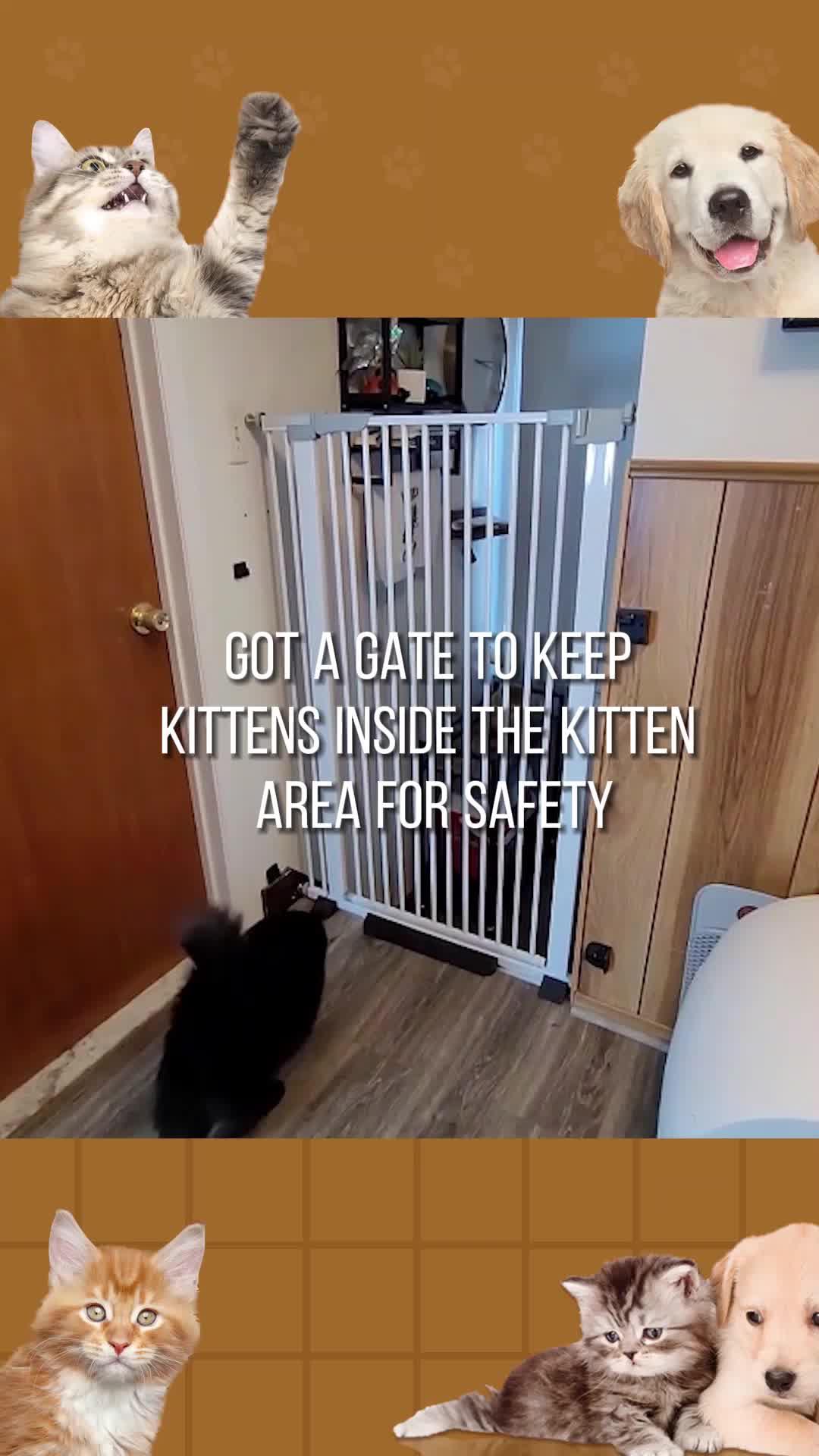 Pawsitively purrfect gift for our furry friends! 🐾 Because every wag and purr deserves to be celebrated. 🎁💕 #FurryLove #PetGifts #CherishedMoments #PetsOverEverything