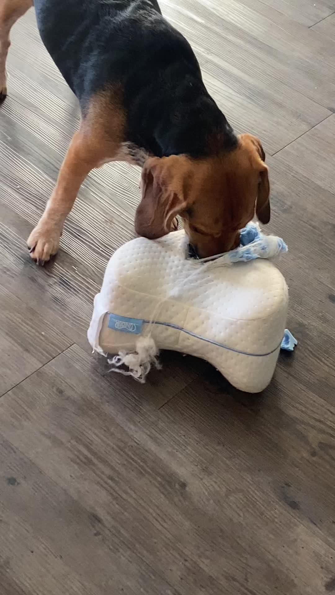 Transform your dog's behavior in days!