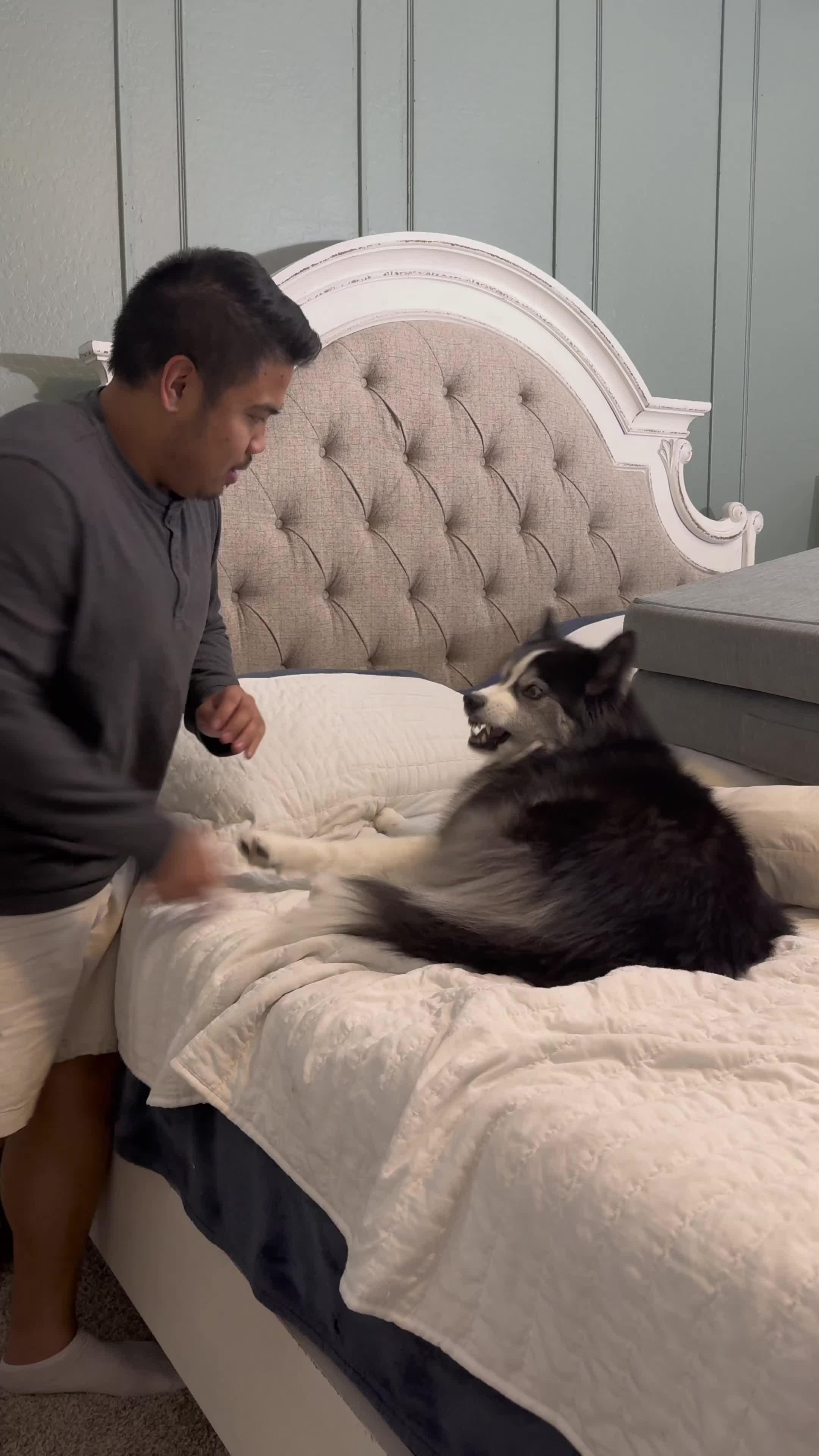 Start training your dog today with the top Dog Training App in the world.