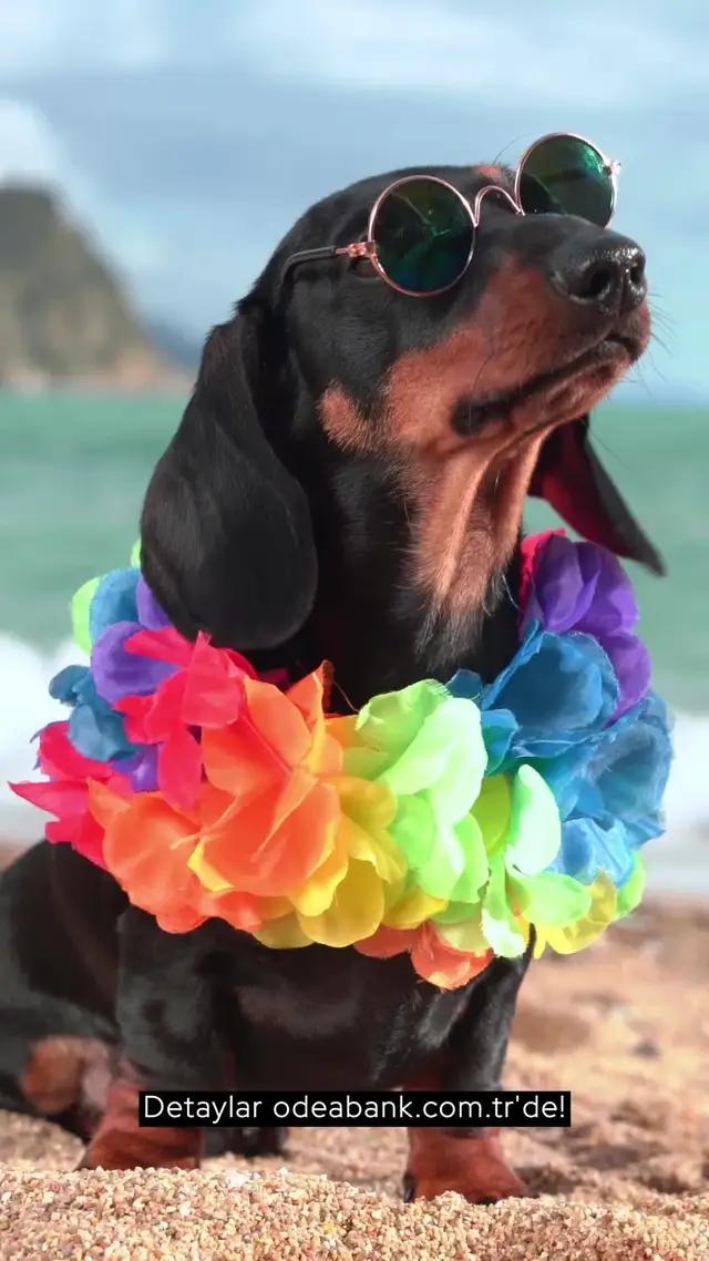 %50'ye Varan Faiz Fırsatını Kaçırma! Hemen Odealı Ol!