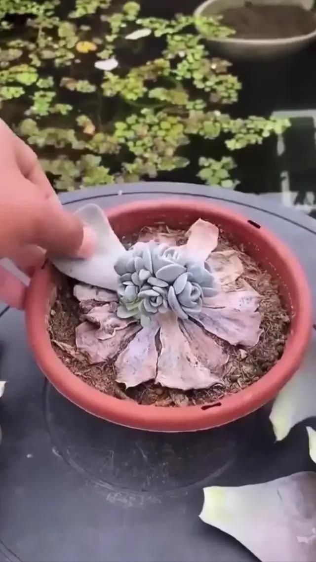 O que é essa planta? Devo removê-lo? Use o Carl para escanear e aprender mais sobre ele!