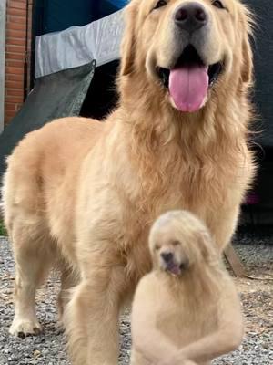 Animate any photo with Jiggle AI!