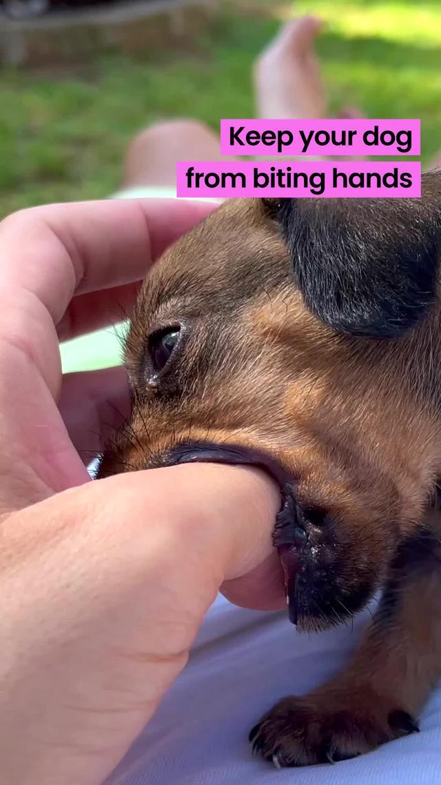 Start training your dog today with the top Dog Training App in the world.