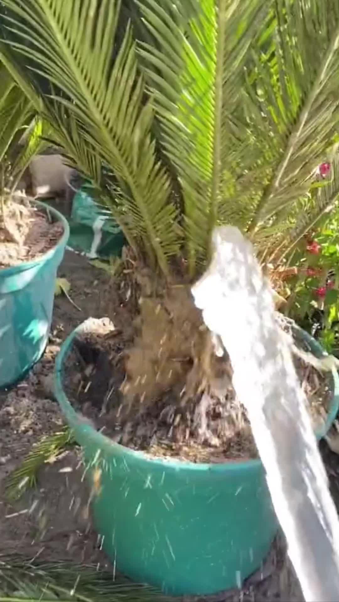 Soin des plantes est facile!