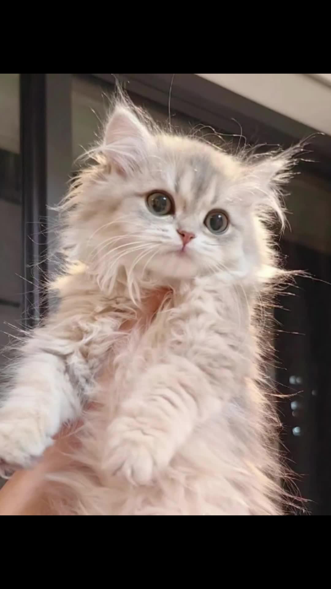 Poster foto hewan peliharaan gratis