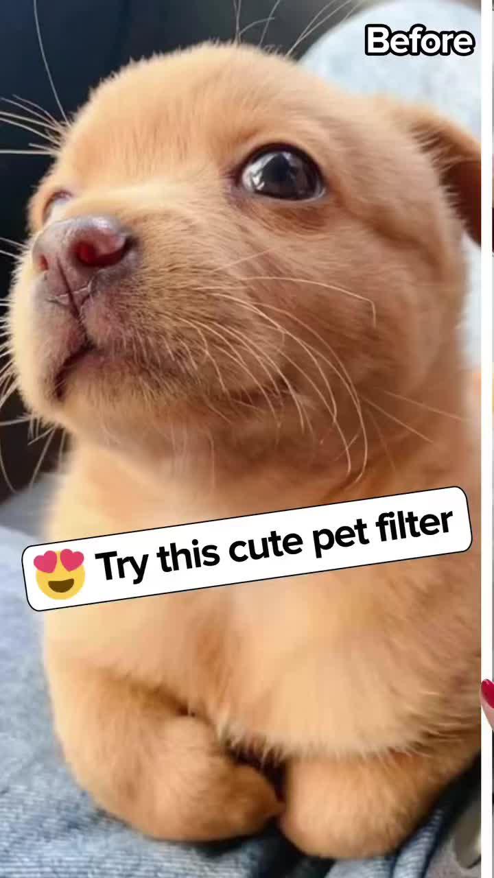 Want to know what your pet anime looks like? Try AI photo enhancer