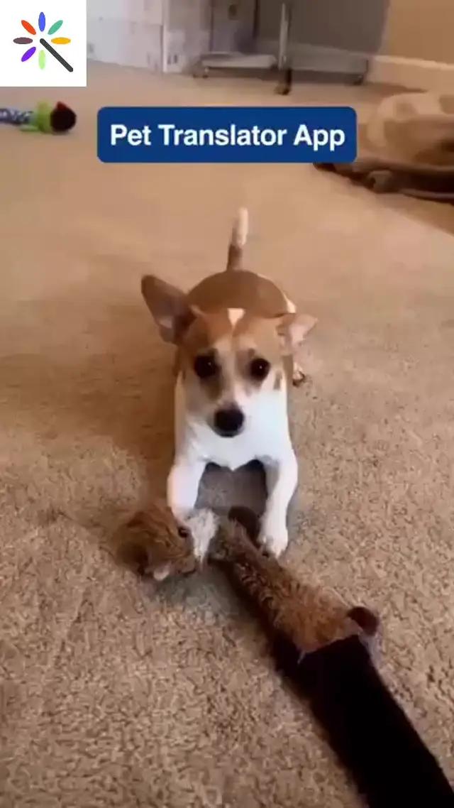 Animal expression recognition helps you understand your pet better--AI Photo Enhancer