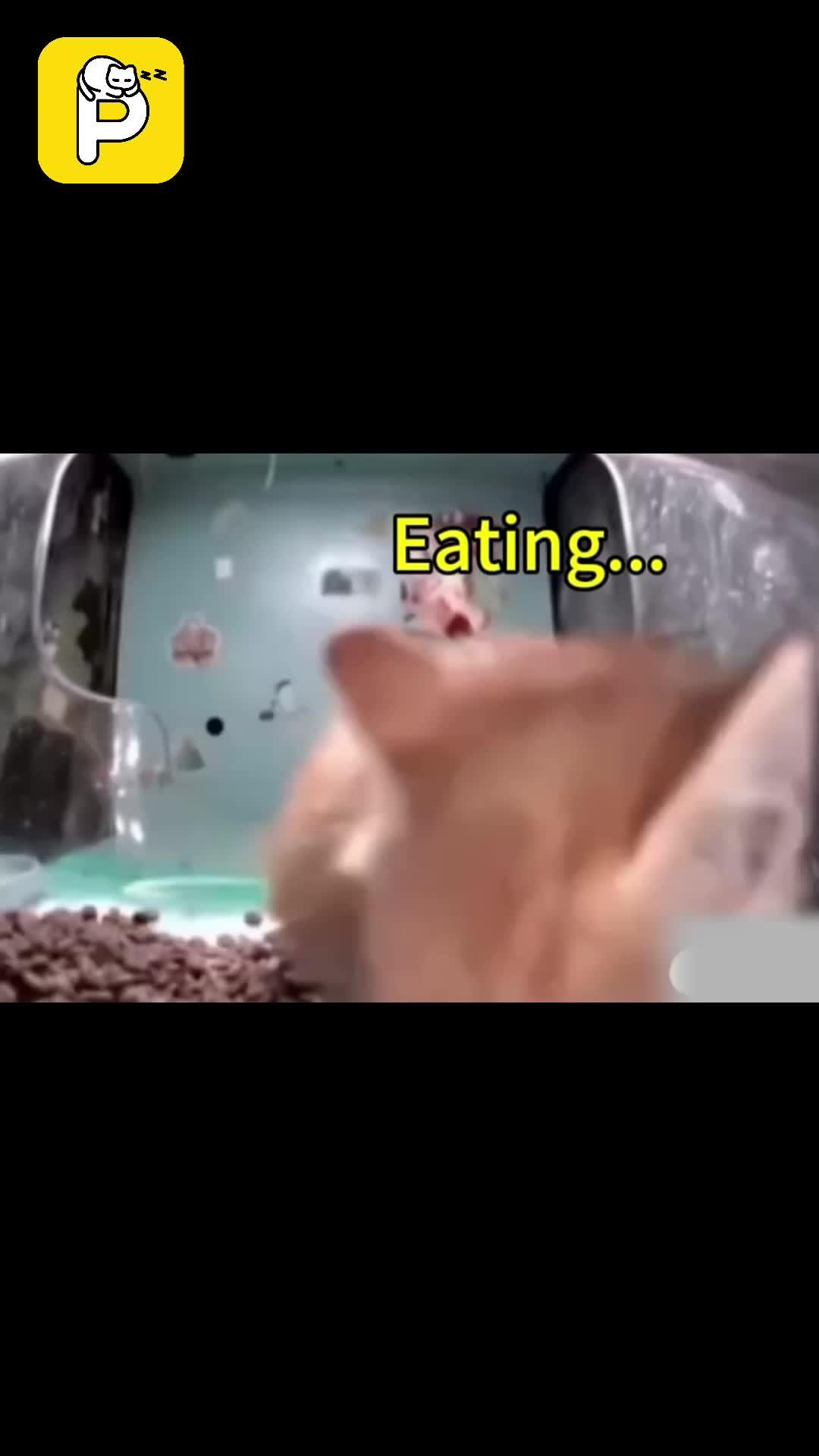 In the Cat House livestream, you can remotely feed stray cats, dogs, hedgehogs, squirrels～