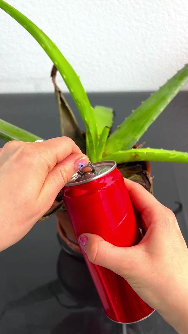 The most effective AR Plant Identifier with 23,000+ Plant species. Trusted by 100M users.