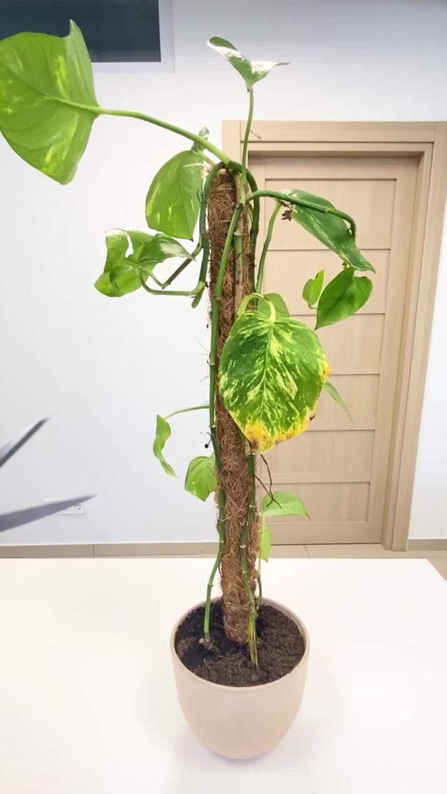 Identify plants & their diseases. Try for Free!