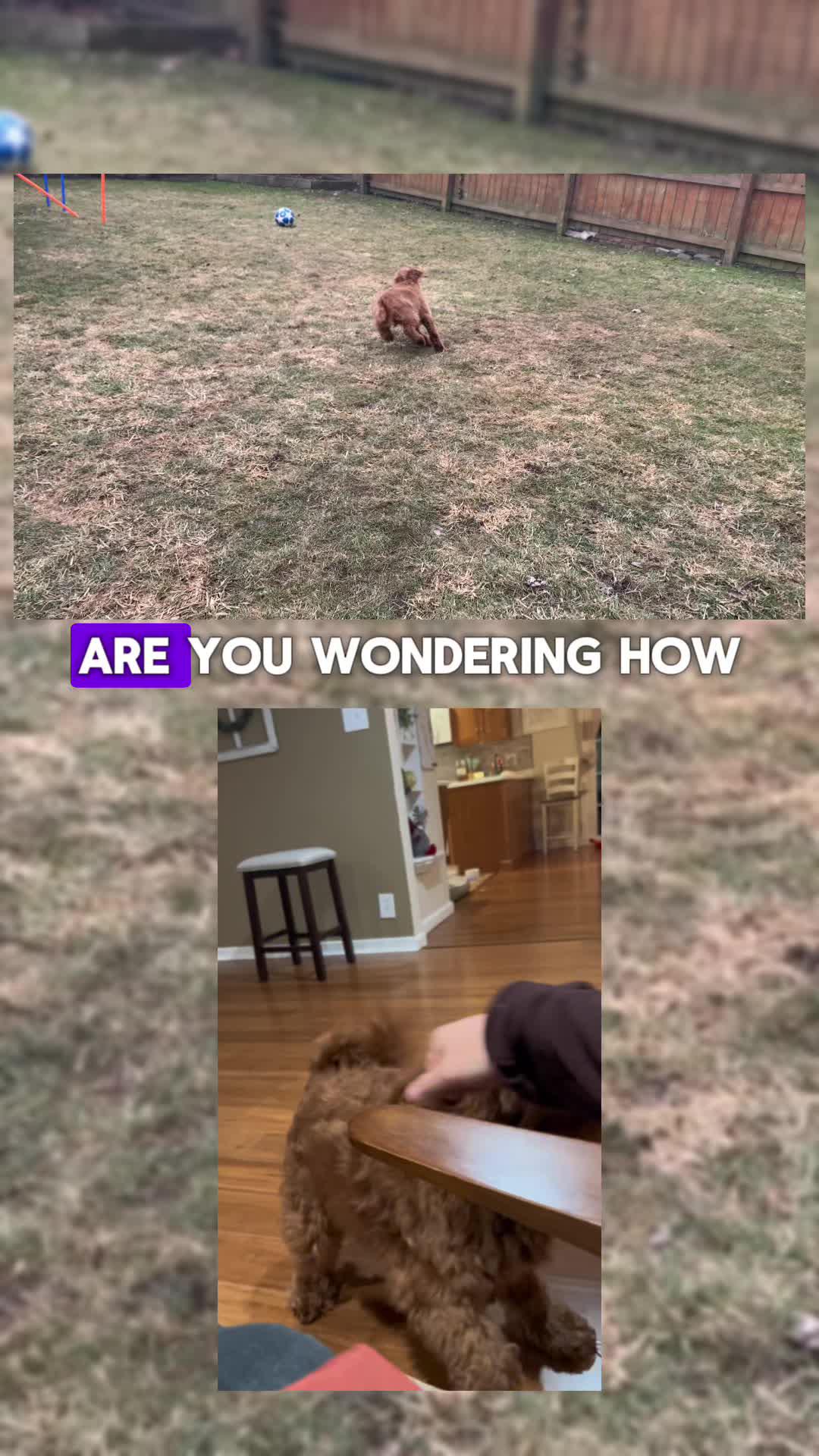 Elevate Your Pup's Skills with Woofz!