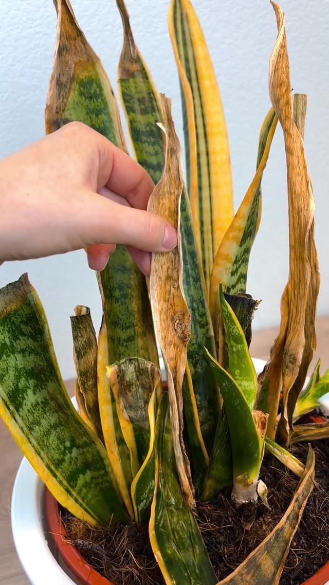 Wypróbuj apkę inteligentnego pomocnika roślin