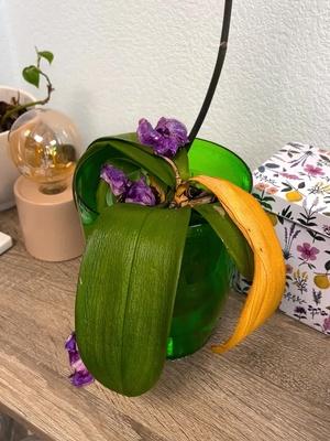 Soin des plantes est facile!