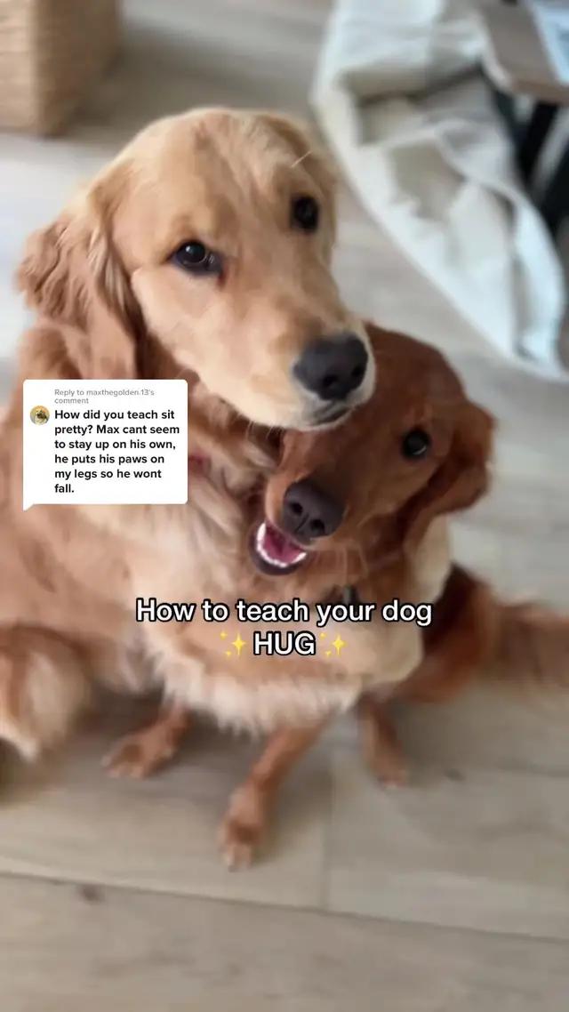 Reply to @maxthegolden.13  1st step to teaching hug! There are many ways to teach hug but this is how we started! Have you tried @woofz_app? Get 76% off by clicking the link bio 🤩🐕 #woofz#wooftok#woofwoof#dogs#pettok#cutedogvideos#dogtricks#doghugs#howtoteach#pettricks#pettok#petsoftiktok#dogsoftiktok @woofz_app