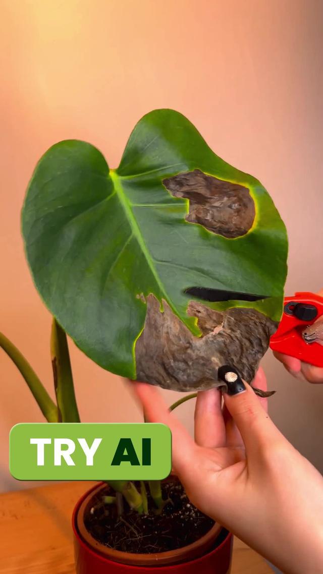 Give your plants the care they deserve! Download PlantIn for FREE