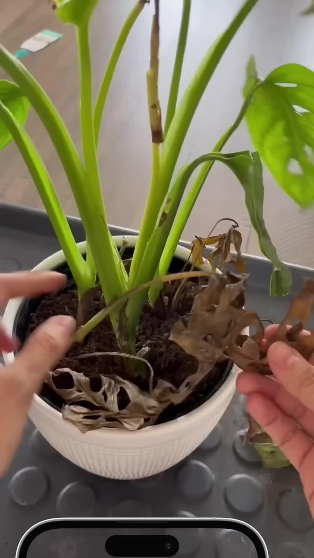 Download Plant ID and keep your plants alive!