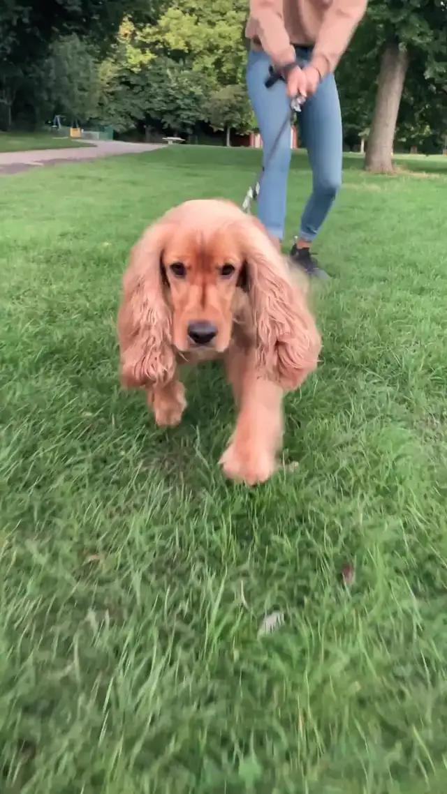 Für alle Hundefreunde geeignet :)