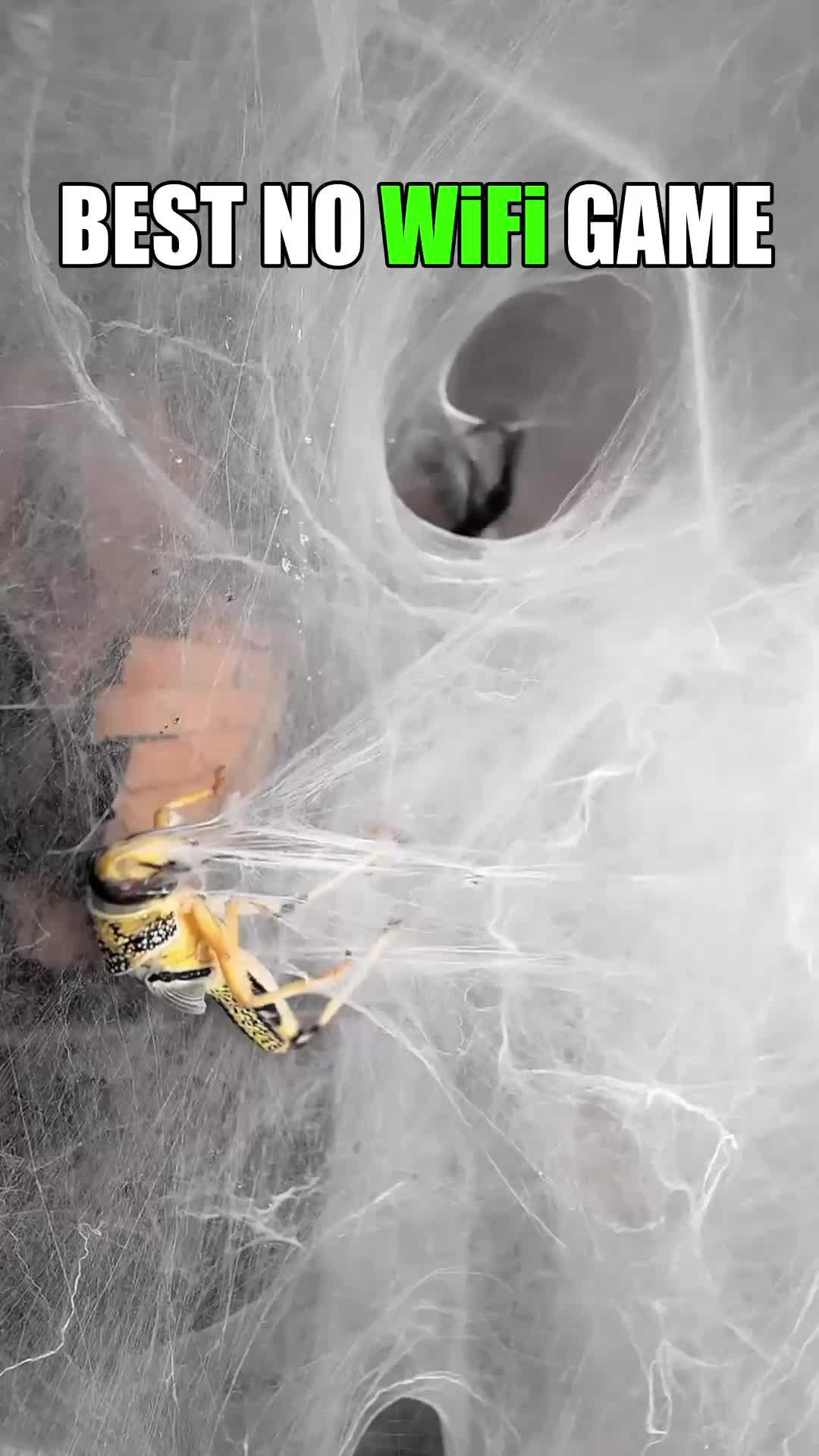 As the spider queen, get rid of the humans who have invaded your territory