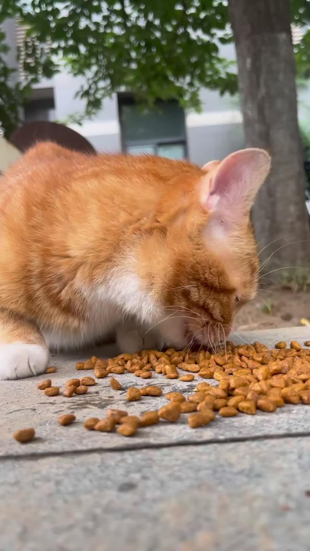 Purrrr -feed&rescue stray cats: Online Feeding Entertainment