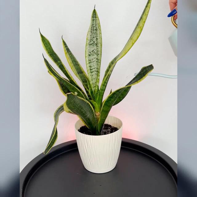 Stop Killing Your Plants!