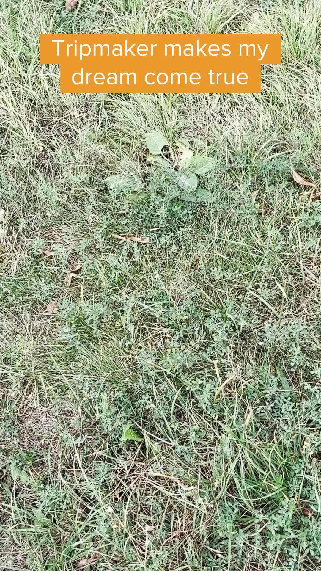 I used an AI app to plan the trip. Here's how I did it.