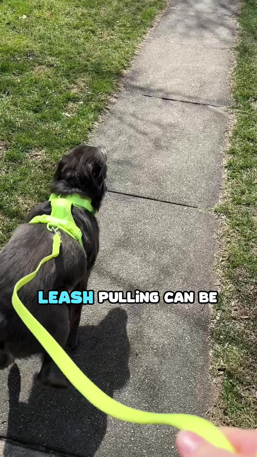 Transform your dog's behavior in days!