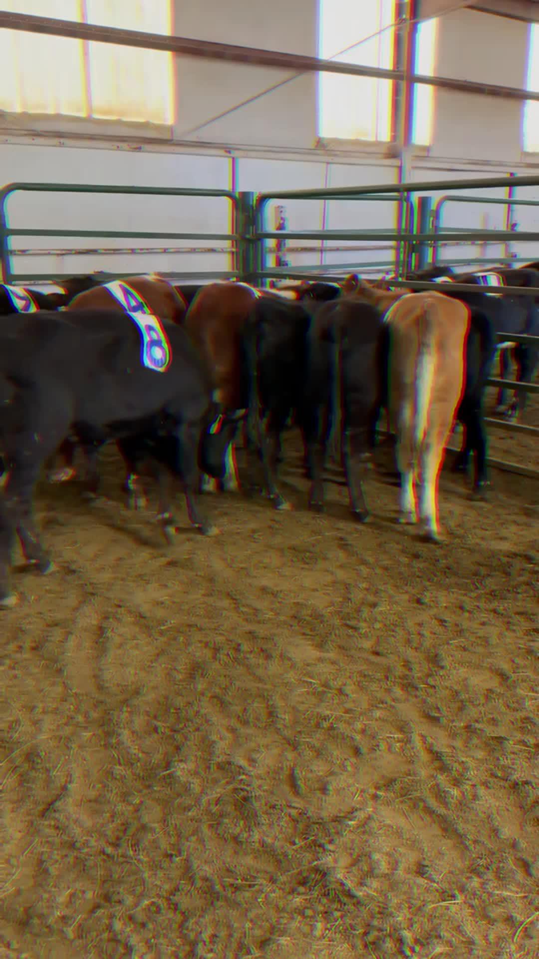 In the cowboy way.Enjoy the fun of healthy life On the farm.