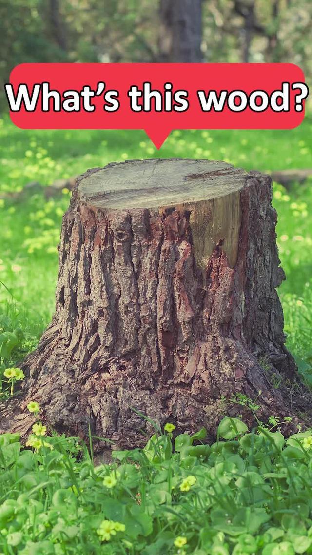 What tree is it? How old is the tree? Use PictureThis to identify ANY tree around you!