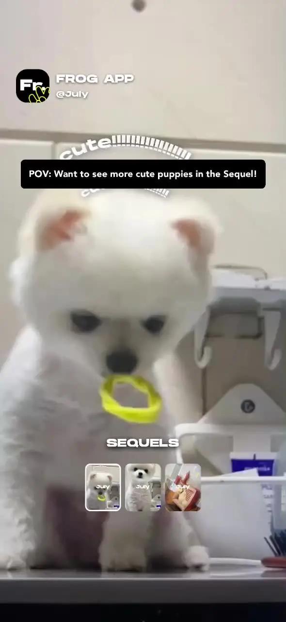 Sequel stories to see more cute puppies🥰🥰💃#frogapp #socialapp #favapp #appoftheday #fyp