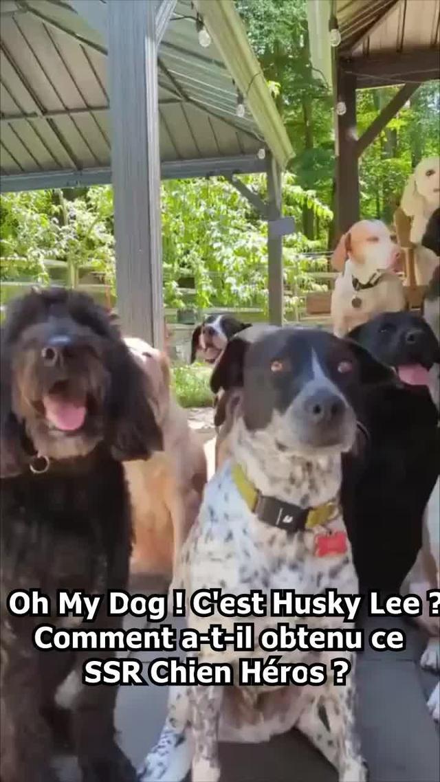 Menez vos chiens pour sauver le monde