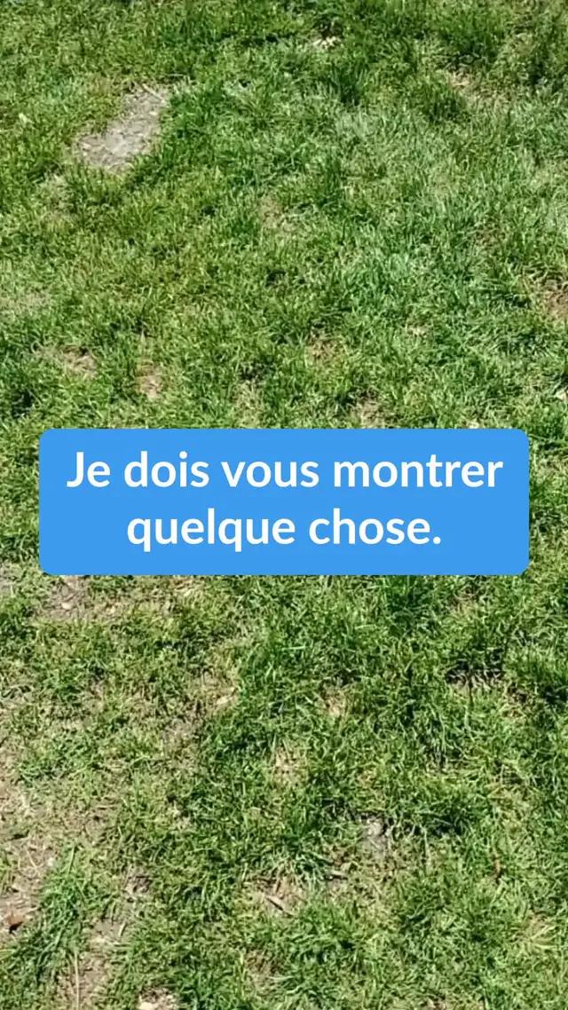 Capturez des Pokémons, entraînez-vous, remportez des combats